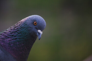 close up of a pigeon