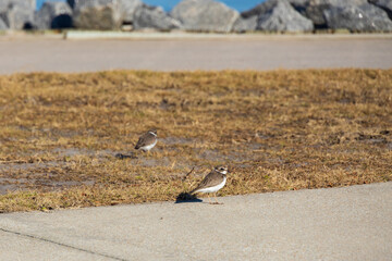 Semipalmated Plover, shorebirds on a sidewalk by the ocean