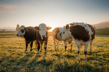 Kühe bei Sonnenaufgang