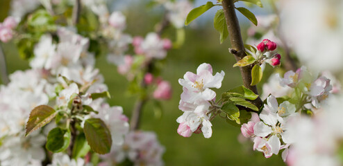 Lanes Prince Albert Apple Tree blooming in spring orchard.