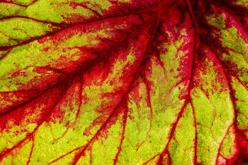 Macro closeup of red and yellow leaf with red veins