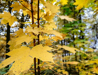 Young Maple Tree With Yellow Leaves. Young Maple Tree Branch With Yellow Leaves In Autumn