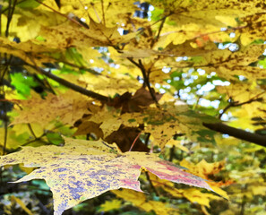 Maple Tree Branch With Yellow Leaves In Autumn