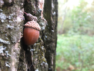 Close-Up View Of An Acorn On A Mossy Log With Blurred Forest Background