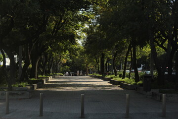 Fototapeta premium Camellón turístico de Chapultepec