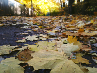 Close-Up Of Autumn Maple Leaves On Road During Daytime