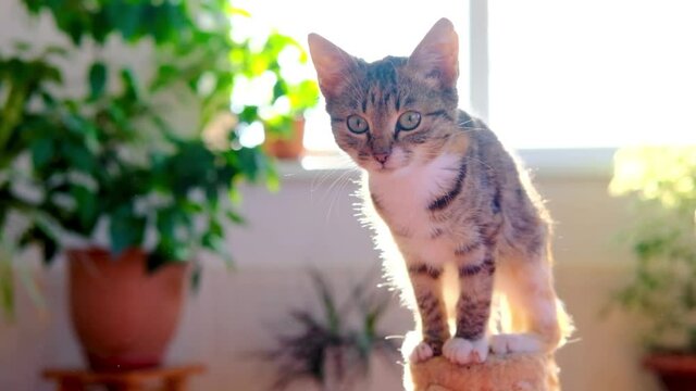 Kitten sits on the top of cat scratching post in the room with green flowers behind .The sun illuminating the kitty.
