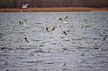 Seagulls on a cold, windy autumn day on the water surface of the river.
