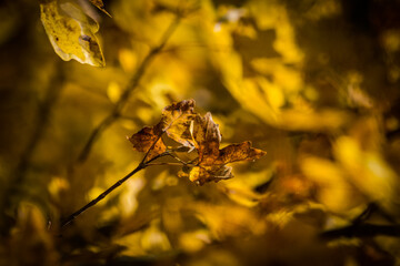 A yellow leaf closeup at autumn in Jena, copy space