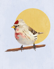Illustration of a Common Redpoll perched on a branch.