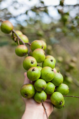 Green crab apples in the wild orchard.