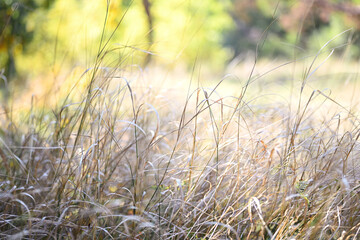 Natural background. Dry grass in the meadow in summer or early autumn. Sunny day. Soft focus, shallow depth of field.