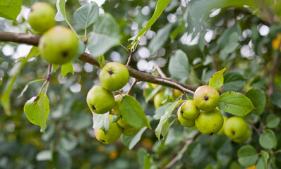 Green crab apples in the wild orchard.