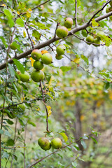 Green crab apples in the wild orchard.