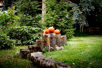 Dynie ozdobne w starym ogrodzie - jesienna dekoracja - old wood and rustical garden