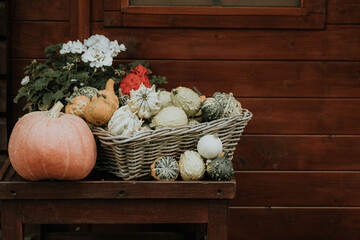 Jesień - dekoracja ogrodowa - dynie ozdobne w koszu - jesienna dekoracja vintage - halloween, październik, jesień, listopad - obrazy, fototapety, plakaty
