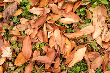 autumn orange leaves on the grass outdoors