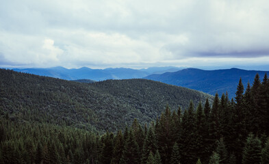 Beautiful mountain landscape with coniferous forest in cloudy weather.