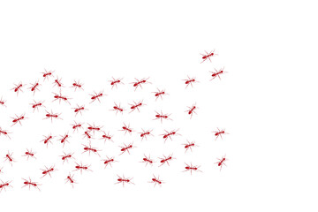 Black ants paving the way to their goal. A colony of worker ants.