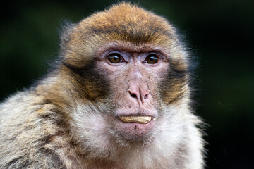 Images of Morocco. Magot monkey swallows peanut with defiant look
