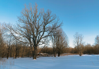 Fototapeta na wymiar Bare trees on a cold sunny day . Winter landscape. Leningrad region