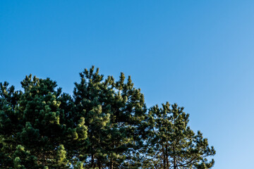 Beautiful long green needles on branch background of blue sky evergreen landscaped garden