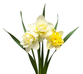 Bouquet of yellow and white daffodils flowers isolated on white background. Flat lay, top view