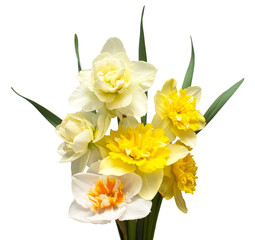 Bouquet of yellow and white daffodils flowers isolated on white background. Flat lay, top view