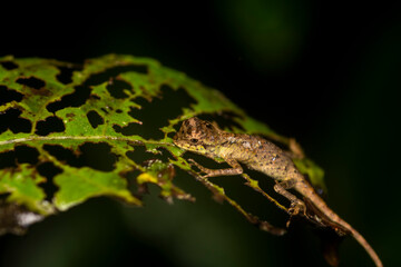 A small lizard resting on a leaf of a branch in the dense jungles of Agumbe, Karnataka
