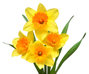 Bouquet of yellow daffodils flowers isolated on white background. Flat lay, top view