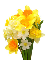 Bouquet of yellow and white daffodils flowers isolated on white background. Flat lay, top view