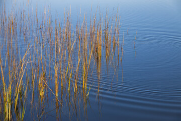 Long tall reeds in the water