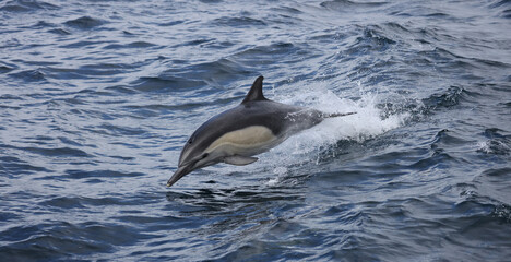 Fototapeta premium dolphin jumping out of water