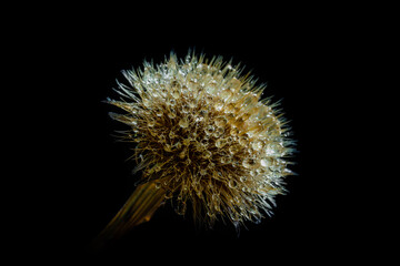 Dew droplets on the faded flower