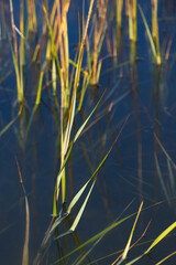 Long tall reeds in the water