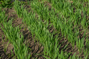 Young shoots of barley in the field