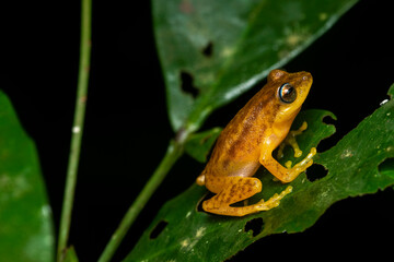 A male blue eyed bush frog calling for a mate while sitting on a small leaf near Agumbe in western Ghats