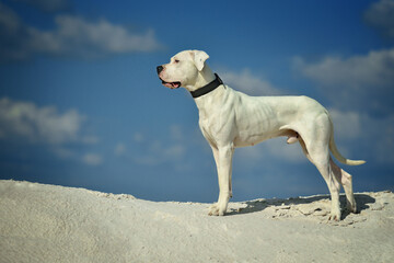 Great Dane standing on a sand dune with fashion sky in the background