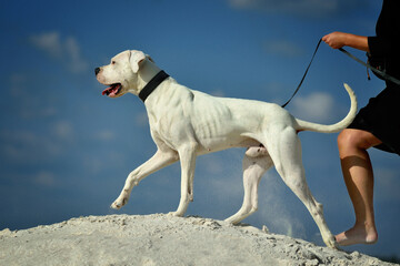 Great Dane standing on a sand dune with fashion sky in the background