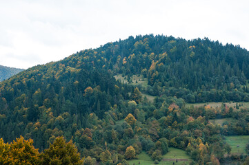 Coniferous forest in the foggy mountain