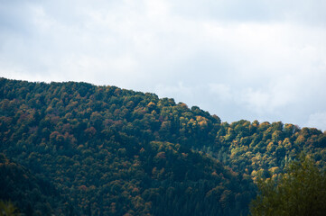 Obraz premium Coniferous forest in the foggy mountain