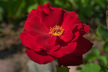 Blooming rose in the garden close-up