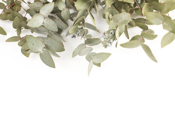 Composición con ramas y hojas de eucaliptus sobre un fondo blanco liso y aislado. Vista de frente y de cerca. Copy space