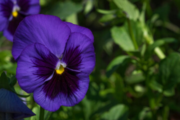 Blue violet tricolor close-up in the garden