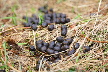 Deer droppings in forest