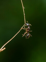 An ant which is attacked by a fungi and dead, hanging on to a small twig in agumbe