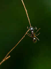 Fototapeta premium An ant which is attacked by a fungi and dead, hanging on to a small twig in agumbe