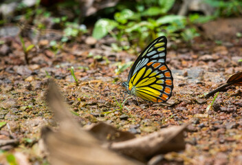 A common Jeezbel butterfly enjoying a mud siping to extract essential minerals from the wet mud in Agumbe