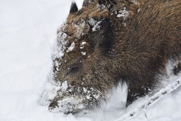 wild boar in snow