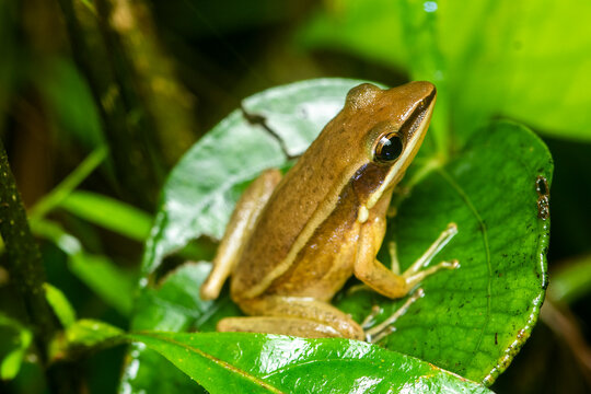 A golden backed frog resting on a tree leaf in the dense jungles of Agumbe, Karnataka